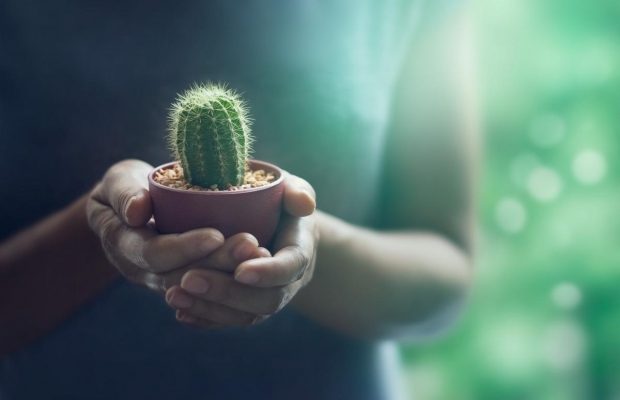 Где должны стоять суккуленты и как за ними ухаживать: главные секреты