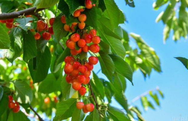 Как отпугнуть птиц от черешни или вишни: копеечные лайфхаки садовода