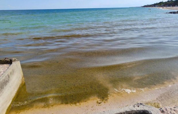Вода превратилась в болото: в Азовское море вернулись водоросли (фото)