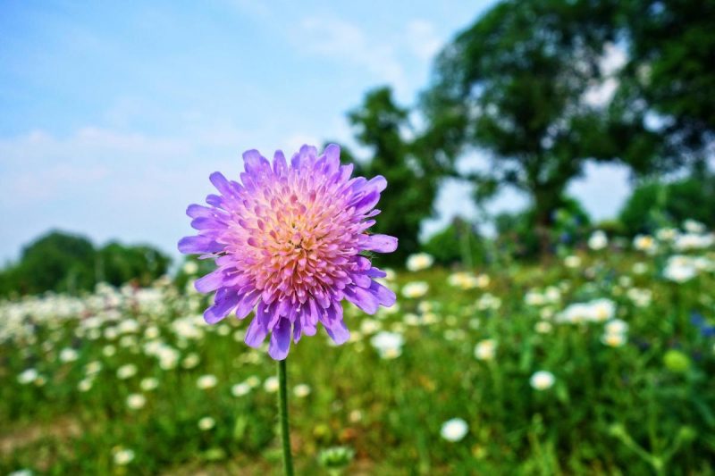Народные приметы сегодня / фото Mabel Amber, Pixabay