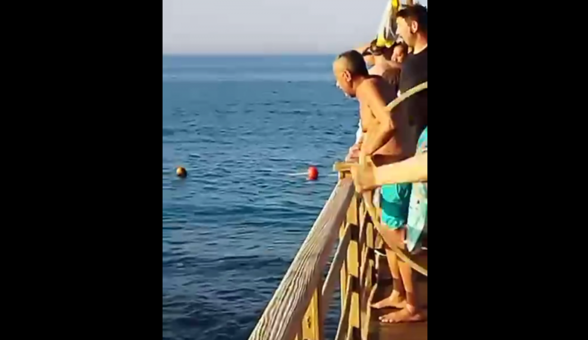У Єгипті на туристку напала акула / скріншот