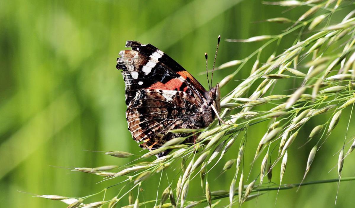 ছুটির দিনগুলি আজ / ফটো এস হারমান, এফ। রিকার্টার, পিক্সাবে