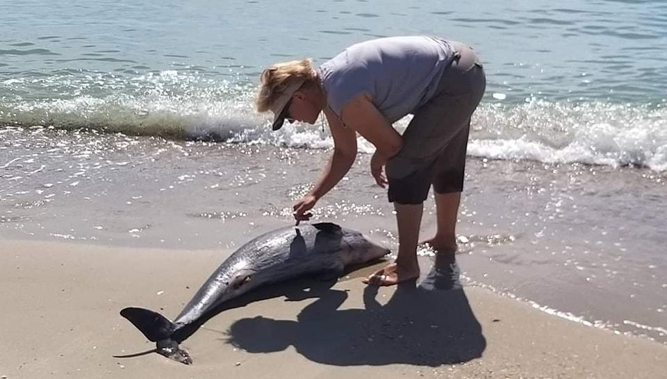 Из-за россиян в Черном море гибнут дельфины / фото facebook.com/rusevivan