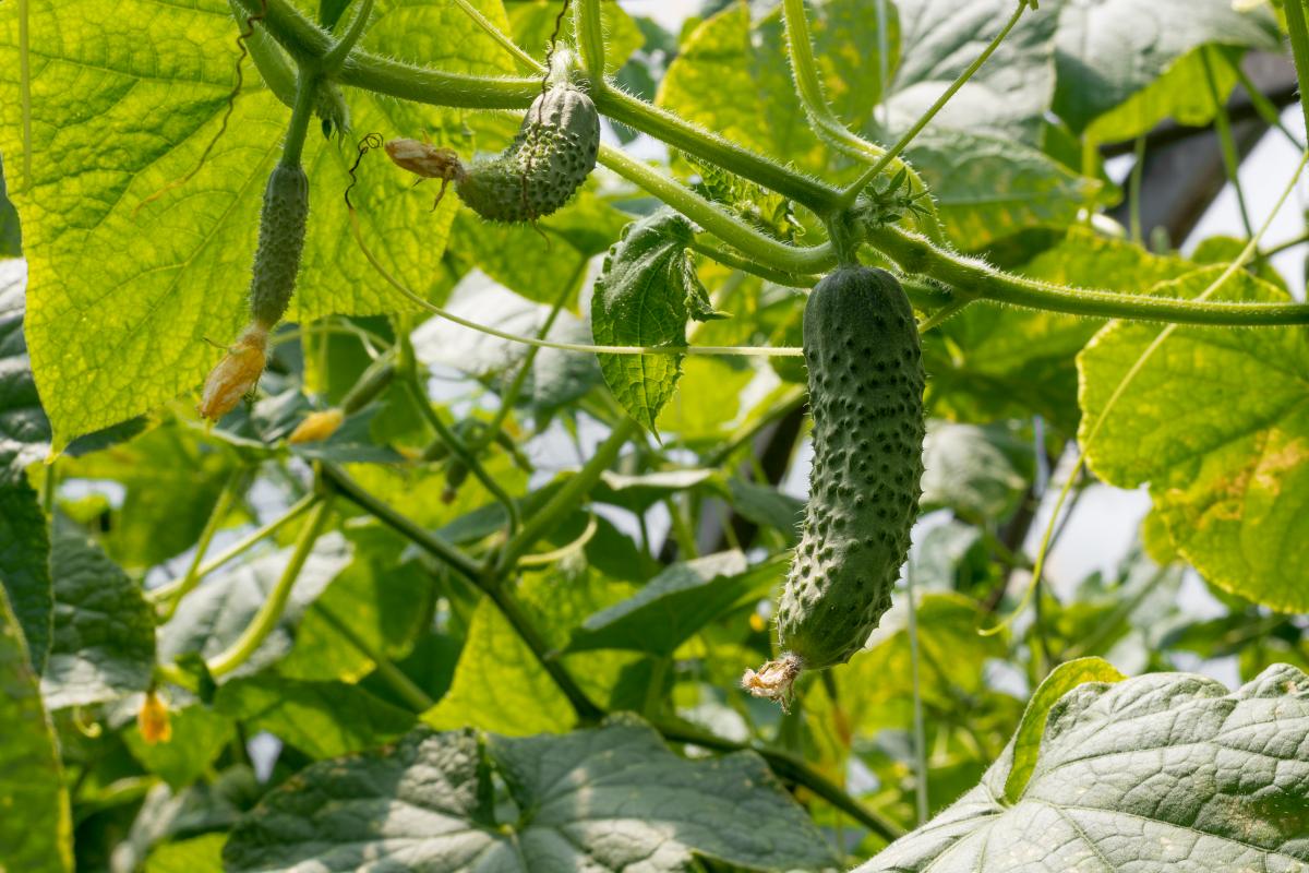 После чего можно сажать огурцы - список растений / фото depositphotos.com