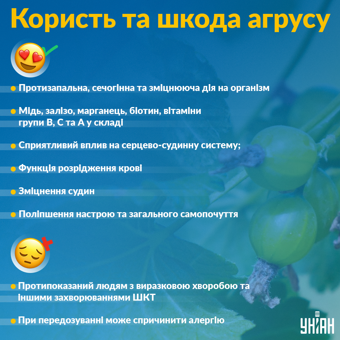 Кому можна та не можна вживати агрус / Інфографіка УНІАН Кому можна та не можна вживати агрус / Інфографіка УНІАН