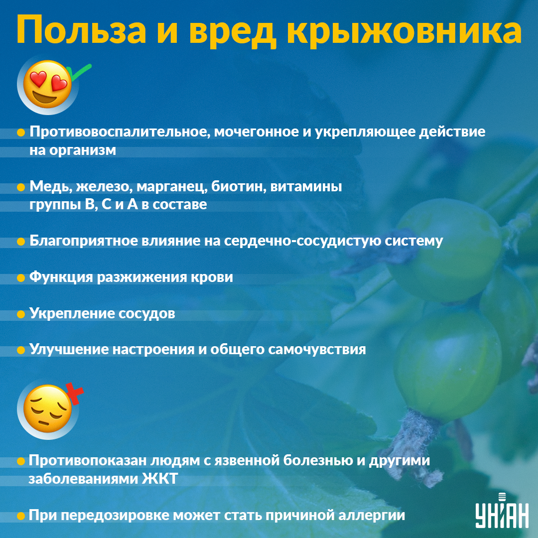 Кому можно и нельзя употреблять крыжовник / Инфографика УНИАН Кому можно и нельзя употреблять крыжовник / Инфографика УНИАН
