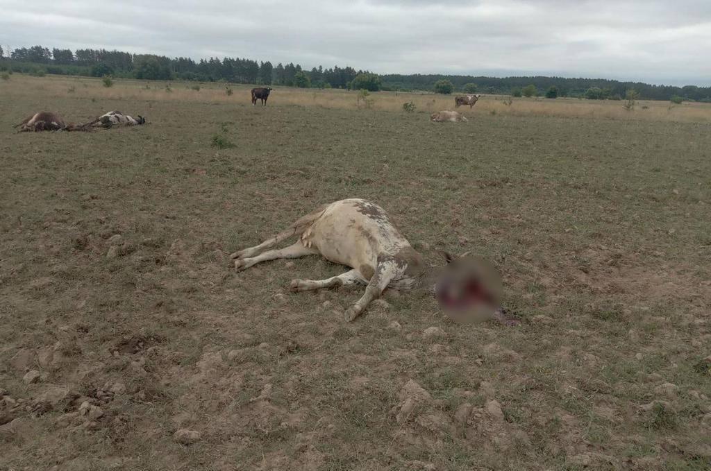 The invaders staged a bloody massacre on the pasture / photo of the State Border Guard Service