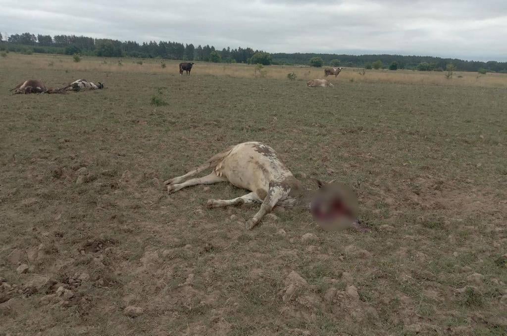 Окупанти влаштували на пасовищі криваву бійню / фото ДПСУ