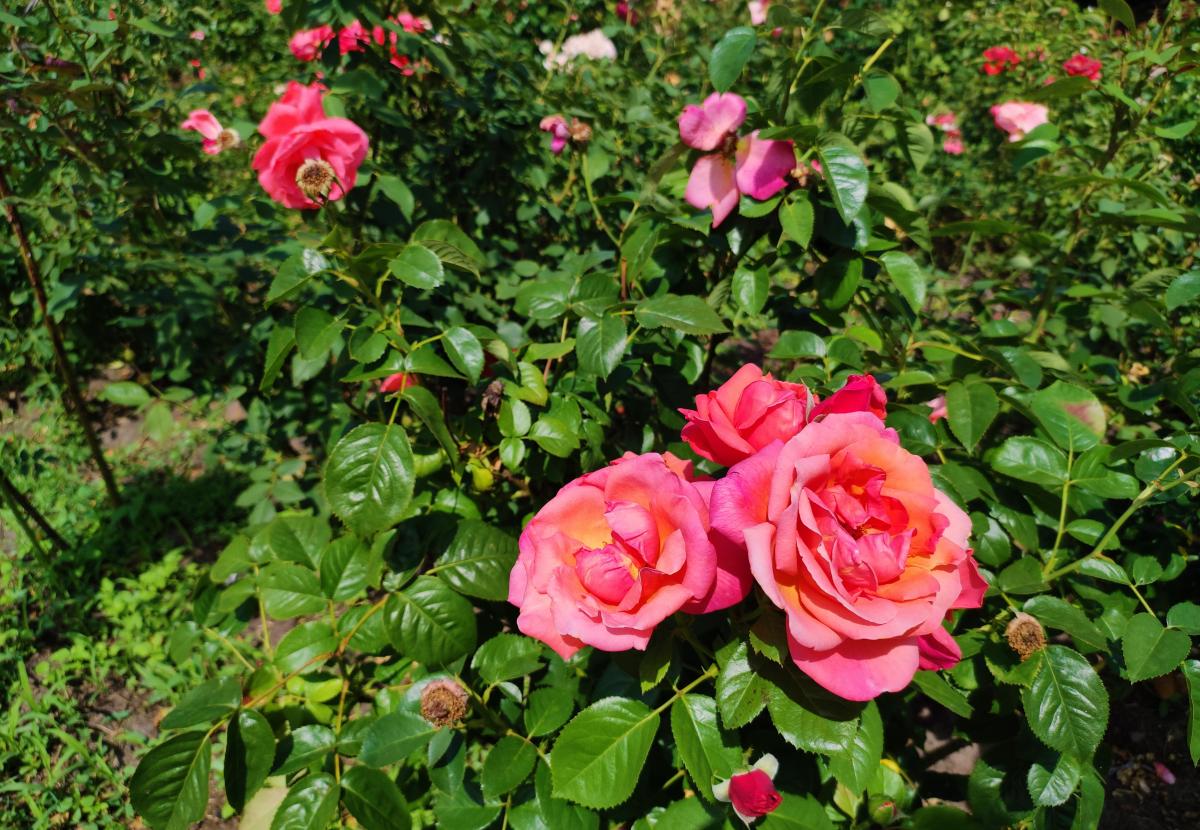 Чим в домашніх умовах обприскати троянди від попелиці / фото УНІАН, Марина Григоренко Чим в домашніх умовах обприскати троянди від попелиці / фото УНІАН, Марина Григоренко