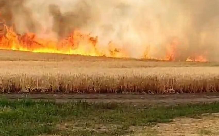 12 липня 2022 року через ворожий обстріл були спалені зернові поля сіл Авдіївського району Донецької області України / Фото Report