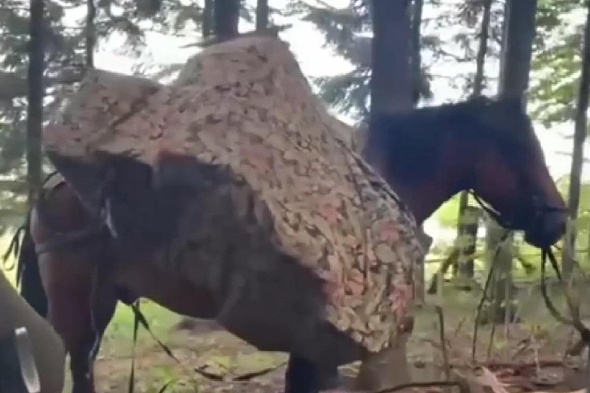 Загальна вартість нелегального товару перевищує 400 тисяч гривень / скриншот з відео