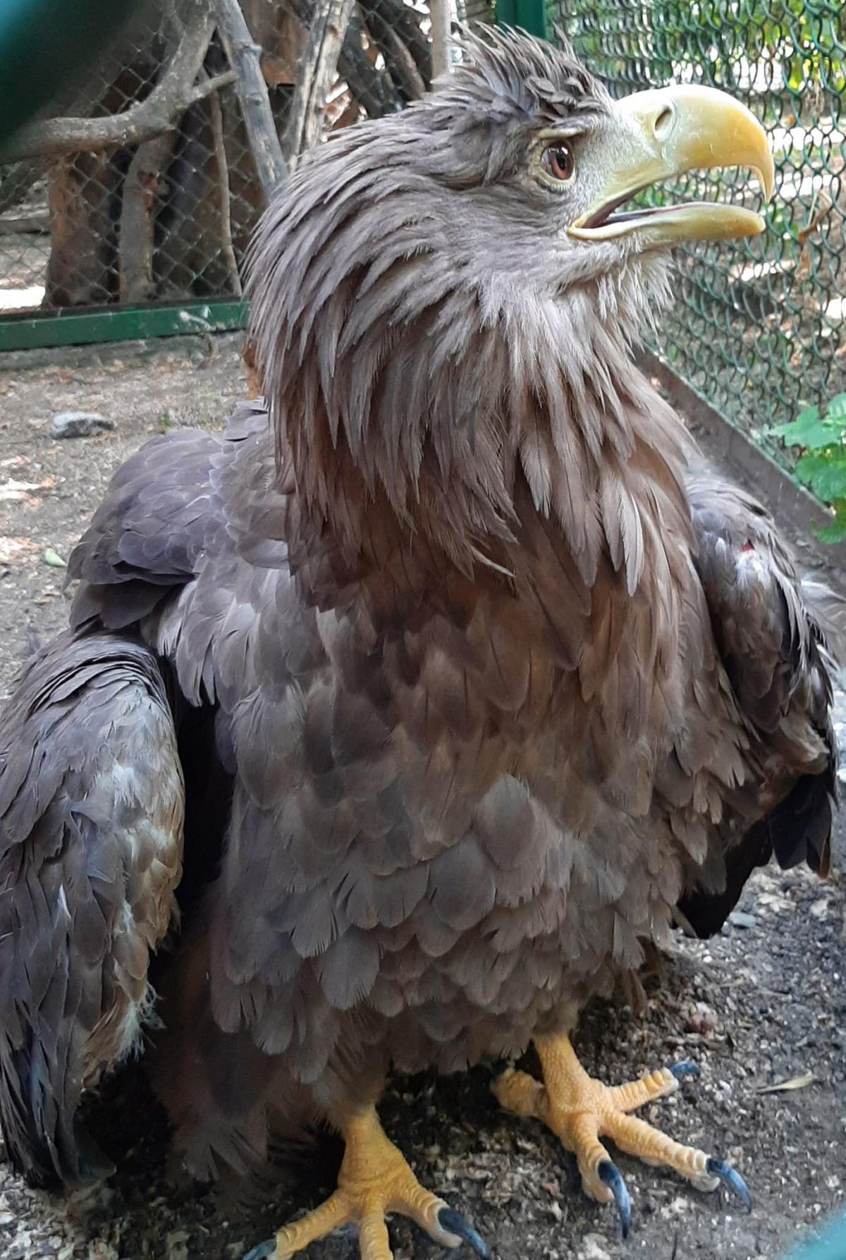 В Одесі врятували червонокнижного орлана / фото facebook.com/OdesskijZoopark В Одесі врятували червонокнижного орлана / фото facebook.com/OdesskijZoopark