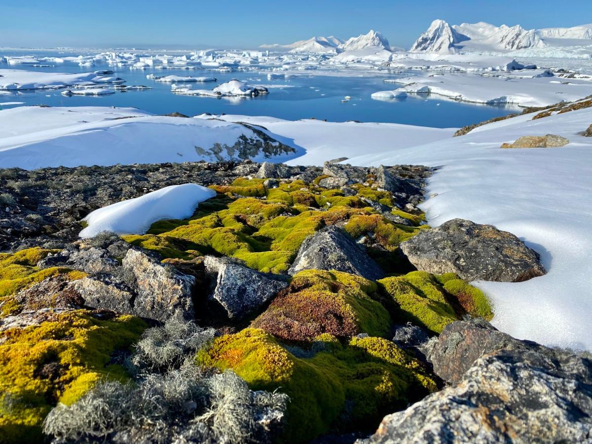 Вчені показали, як виглядає Антарктида влітку / фото Національний антарктичний центр
