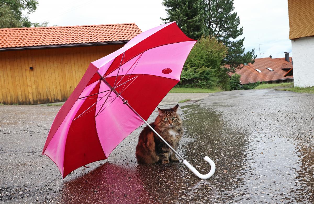 May 7 Rain in Ukraine will continue / photo ua.depositphotos.com May 7 Rain in Ukraine will continue / photo ua.depositphotos.com
