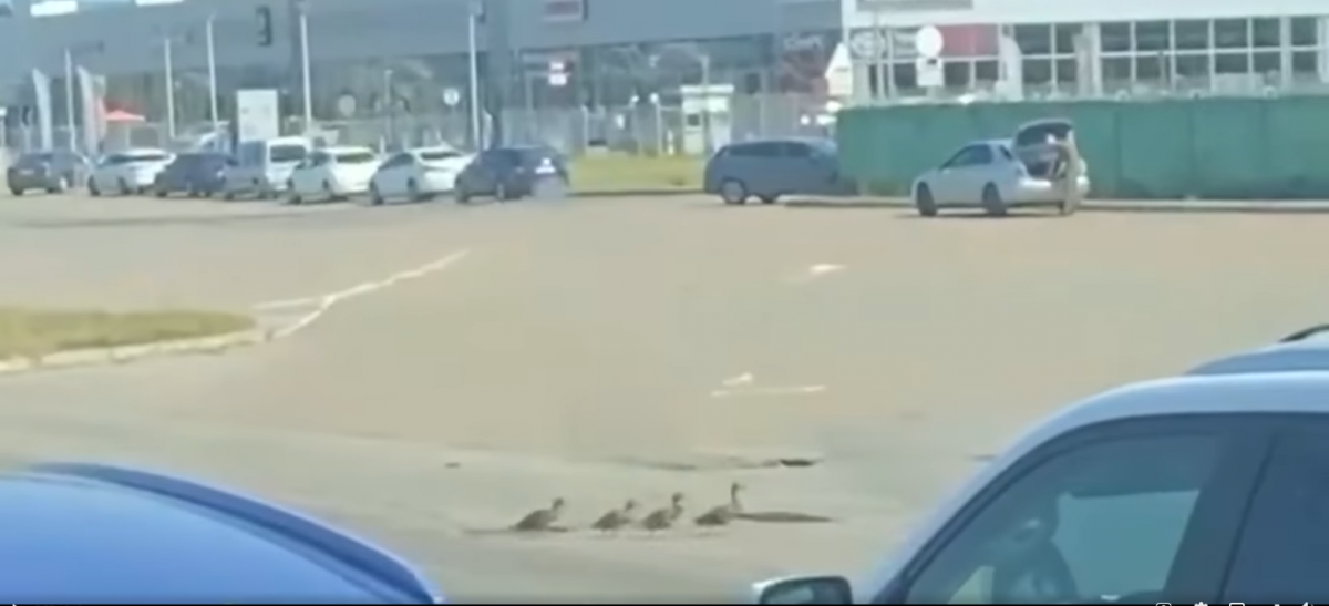 Утята смогли безопасно перейти дорогу / скриншот