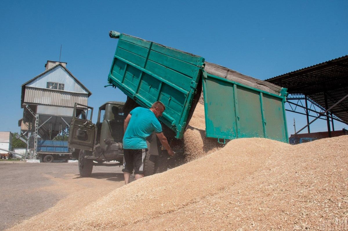 В цілому в Україні збирання зернових та зернобобових культур проведено на площі 5,5 млн га / зерно УНІАН