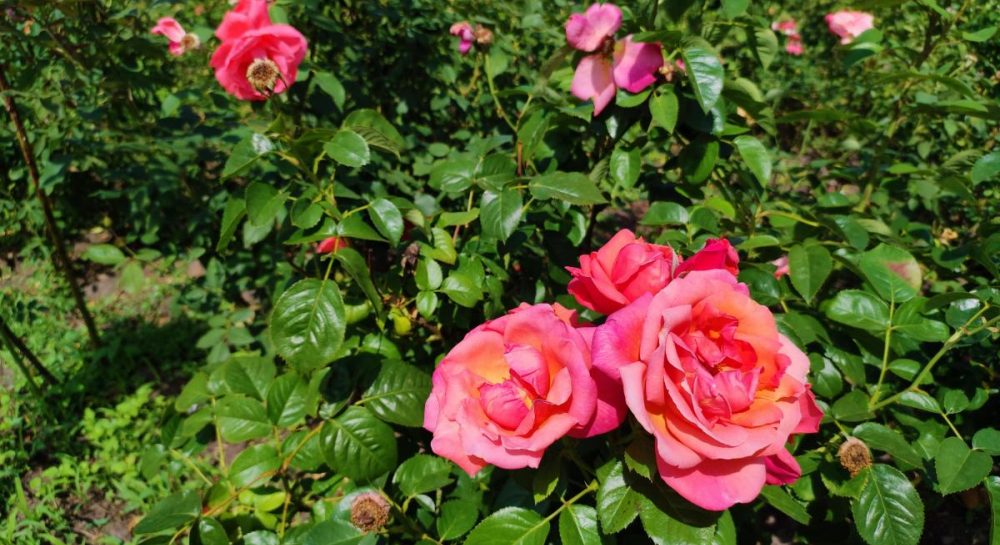 Як правильно підгодувати троянди весною: корисні поради та рекомендації