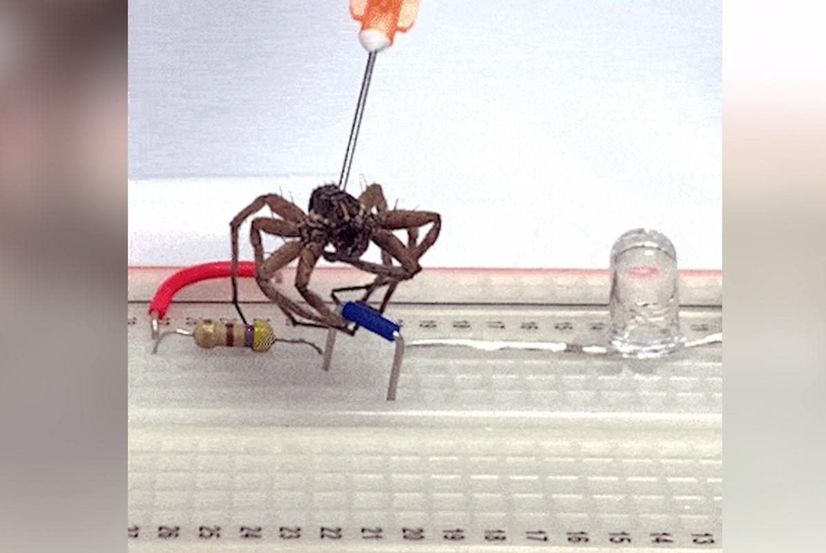 Ученые нашли способ превратить мертвых пауков в 
