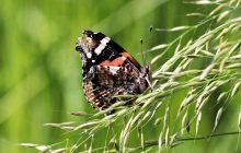 Синоптик Діденко розказала, яка погода чекає на українців в останні дні липня