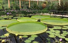 Рекордсмен по величине кувшинки: обнаружен новый вид гигантских водяных лилий (фото, видео)