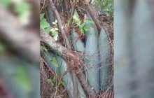 Прикордонники виявили заміновану ділянку дороги, яка веде до Харкова (відео)