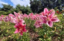 В ботанічному саду Гришка у Києві наразі сезон цвітіння лілій (фоторепортаж)