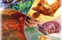 Черепаха Тора, яка дивом вижила при обстрілі Києва, знайшла новий будинок у столичному зоопарку