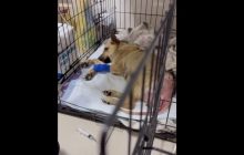 Рвані рани хребта і промежини: на Житомирщині жорстоко зґвалтували собаку (відео)