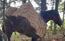 На Буковині затримали "коня-контрабандиста": він перевозив цигарки (відео)