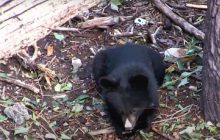 В Киевском зоопарке маленький медвежонок Бери впервые вышел в свой вольер (видео)