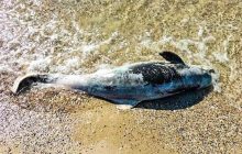 В нацпарку "Тузлівські лимани" виявили загиблих через російську війну дельфінів (фото)