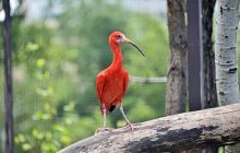 У Київському зоопарку запрацював новий авіарій для пернатих мешканців (фото)