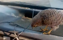 Бійці 28 ОМБр показали свого нового побратима – сокола "Байрактар" (відео)