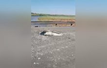 Підтверджено влучання у єдиний міст через Інгулець: якими будуть наслідки для окупантів