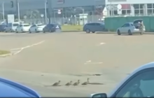 В Киеве патрульные остановили движение на дороге, чтобы пропустить пешеходов-утят (видео)