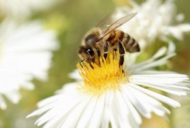 Спеки не буде: понеділок порадує українців літнім теплом (карта)