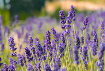 Місяць лаванди: де в Україні шукати лавандові поля (фото, відео)