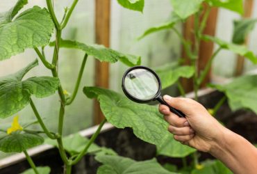 You will be left without a harvest: the main mistakes when growing cucumbers