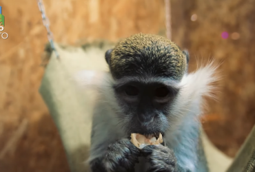 В Одеському зоопарку народилось дитинча зеленої мавпи (фото)