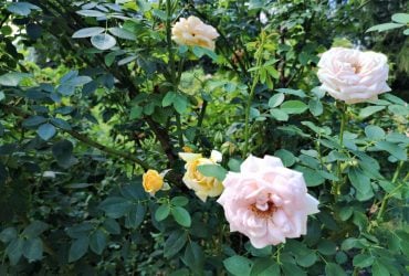 Чем подкормить розы на зиму: рецепты удобрений для крепкого здоровья цветов