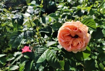 Найкращі сусіди для троянд: висадіть їх прямо зараз і здивуйтеся