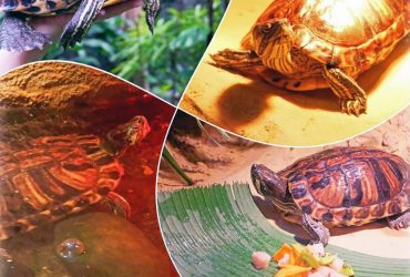 Черепаха Тора, яка дивом вижила при обстрілі Києва, знайшла новий будинок у столичному зоопарку