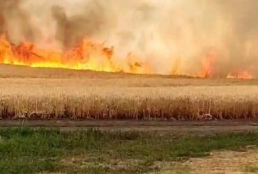 Урожай в огне: оккупанты массово поджигают украинские поля (фото)