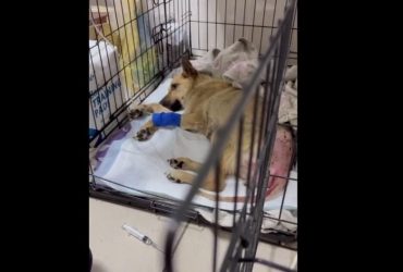 Рвані рани хребта і промежини: на Житомирщині жорстоко зґвалтували собаку (відео)