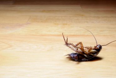 Що значить бачити уві сні таргана: 4 найпоширеніших тлумачення