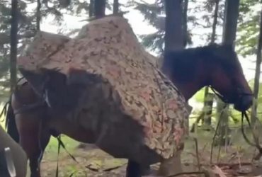 На Буковині затримали коня-контрабандиста: він перевозив цигарки (відео)