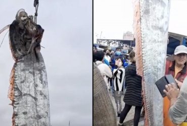 У Чилі рибалки виловили 5-метрового провісника катастроф (відео)