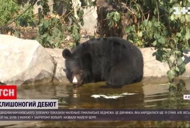 В Киевском зоопарке впервые показали гималайского медвежонка