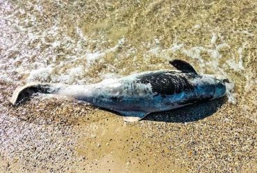 В нацпарку Тузлівські лимани виявили загиблих через російську війну дельфінів (фото)