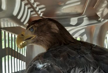 Птах неймовірної краси: в Одесі врятували червонокнижного орлана (фото)